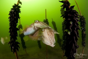 Cuttlefish between their eggs, Zeeland, the Netherlands. by Filip Staes 